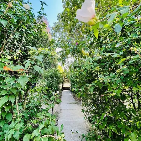 Babvirag Porta Fonyodliget Fonyód